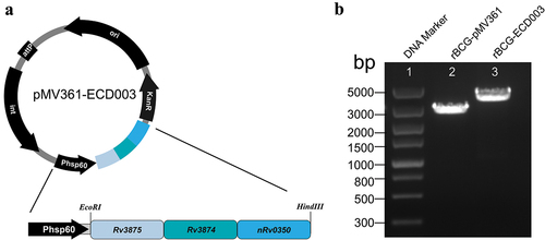 Figure 2. Construction of rBCG-ECD003. (a) Schematic of the mycobacteria-E. coli shuttle vector pMV361-ECD003. (b) Agarose gel electrophoresis of the PCR products amplified from rBCG-ECD003, transformed with pMV361 shuttle vectors. Lane 1, DNA marker; lane 2, the PCR product amplified from rBCG-pMV361; lane 3, the PCR product amplified from rBCG-ECD003.