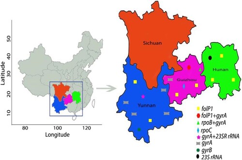 Figure 2. Study sites and geographical distribution of AMR strains of M. leprae. Four provinces shown in colour were included in the surveillance for AMR of leprosy. AMR mutations were not detected in Sichuan province. All AMR mutation types detected in Yunnan, Guizhou, and Hunan provinces are indicated.