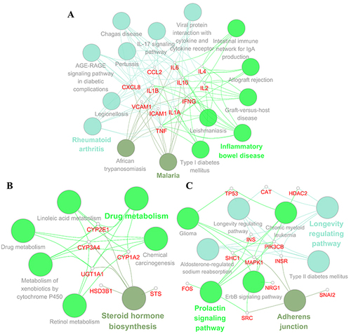 Figure 6 KEGG enrichment analysis of the top 3 clusters. (A–C) were the interaction network between KEGG terms and genes in clusters 1, 2, and 3 generated by the Cytoscape plug-in ClueGO respectively, in which the effective terms of each group were highlighted. All pathways have a p-value of < 0.05.