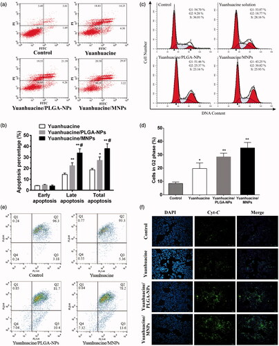 Figure 5. (a) Flow cytometric images to detect apoptosis and (b) apoptosis percentage on A549 cells after applying yuanhuacine, yuanhuacine/PLGA-NPs, and yuanhuacine/MNPs with yuanhuacine concentration of 10 μM for 24 h. *p < .05, **p < .01 versus yuanhuacine, #p < .05 versus yuanhuacine/PLGA-NPs. (c) Cell cycle and (d) cell percentage in G2 phase on A549 cells after applying yuanhuacine, yuanhuacine/PLGA-NPs, and yuanhuacine/MNPs with yuanhuacine concentration of 10 μM for 24 h. *p < .05, **p < .01 versus control. (e) Mitochondrial membrane potential measurement and (f) cytochrome c detection on A549 cells after applying yuanhuacine, yuanhuacine/PLGA-NPs and yuanhuacine/MNPs at a yuanhuacin concentration of 10 μM for 24 h.