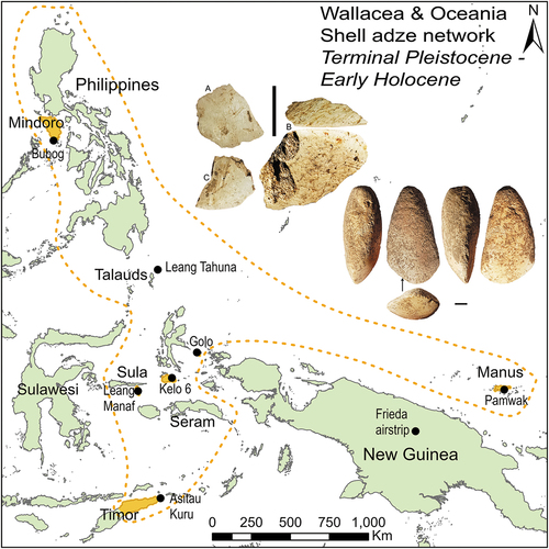 Figure 4. Shell adze network of Wallacea and Oceania from the terminal Pleistocene to early Holocene. Incorporating the islands of Ilin (Mindoro), Merampit (Talaud), Gebe, Obi, Sanana (Sula), Timor, and Manus. Dotted line shows possible extent of this network. Photo insets of ground shell flakes from Shipton et al. (Citation2020b: fig. 12) and whole shell adze from Shipton et al. (Citation2020a: fig. 9).