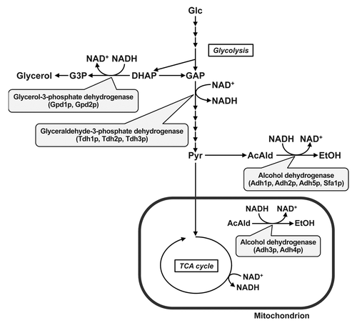 Figure 1. Central carbon metabolism of S. cerevisiae. The oxidation and reduction of NADH in glycolysis and ethanol and glycerol biosynthesis reactions are shown. Glc, glucose; GAP, glyceraldehyde-3-phosphate; DHAP, dihydroxyacetone phosphate; Pyr, pyruvate; AcAld, acetaldehyde; G3P, glycerol-3-phosphate.
