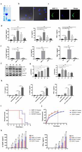 Figure 10. rTeKMP-11 activated AKT pathway to inhibit the secretion of inflammatory cytokines in vitro and promoted T. evansi proliferation in vivo. (a) Purified rTeKMP-11 protein. M, protein molecular markers. Lane 1, Purified rTeKMP-11 protein with vector tagged protein. Lane 2, rTeKMP-11 protein after removal of vector tagged protein. (b) BMDMs were stimulated with EVs (left) and rTeKMP-11 (right) for 2 h, the TeKMP-11 protein in BMDMs was detected by IFA and observed under confocal laser scanning. Green: TeKMP-11. Blue: nuclei. Scale bar = 5 μm. (c) The localization of TeKMP-11 protein in T. evansi was observed by laser confocal microscopy. Green: TeKMP-11. Blue: nuclei. Scale bar = 5 μm. (d) Secretion levels of IL-12p40, IL-6, and TNF-α in BMDMs stimulated by 50 μg rTeKMP-11. (e) After stimulating with empty carrier protein (ECP), rTeKMP-11, and DOTAP for 12 h, the secretions of inflammatory cytokines were observed. (f, g) WT mouse BMDMs were stimulated with rTeKMP-11, Western blot and densitometric analysis were used to detect the phosphorylation levels of AKT and P38. (h) WT mouse BMDMs were stimulated with rTeKMP-11 after pretreated with SB203580 or AKT inhibitor IV for 1 h. The secretion levels of cytokines were measured by ELISA. (i-k) Mice (n = 10 mice per group) were injected intravenously (tail vein) with 50 μg rTeKMP-11 encapsulated in liposome, an equal volume of empty carrier protein or liposome for three consecutive days. (i) The death time was recorded daily. (j) Parasites load in peripheral blood was detected daily. (k) The production levels of IL-12p40, and IFN-γ in the serum were detected by ELISA. Bars represent the mean ± SEM for three experiments. ns, not significant; *, P < 0.05; **, P < 0.01; ***, P < 0.001, for the stimulated group versus the negative control group, or AKT/p38 inhibitor stimulation group versus WT stimulation group, or the rTeKMP-11 group versus the negative control group