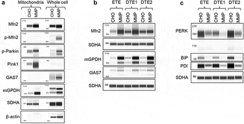 Figure 10. Western blot analysis of mitochondria and ER-associated proteins. (a) Whole cell lysates and mitochondrial lysates of parental CHO and MMP-enriched host cells were analyzed for proteins involved in mitochondrial function and high MMP phenotype. (b and c) Whole cell lysates of stable pools generated from parental CHO and MMP-enriched hosts were analyzed for mitochondrial and ER-stress proteins. Beta-actin and succinate dehydrogenase subunit A were used as loading controls. Western blot analysis of the lysates of host cells and pools demonstrating upregulation of proteins associated with mitochondrial functions and downregulation of ER-stress related proteins in MMP-enriched host cells and pools.