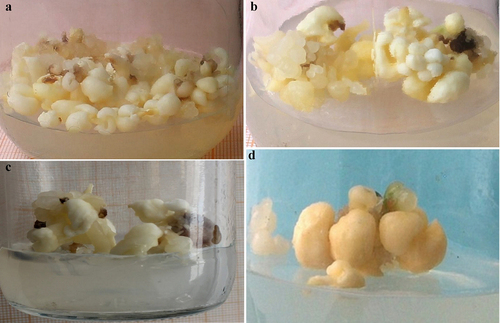 Figure 5. Morphology of secondary somatic embryos under treatment after 2 months of culture in medium containing polyamines: (a) Spermidine 0.4 mg/l, (b) Putrescine 0.4 mg/l, (c) Spermine 0.3 mg/l and (d) control medium.