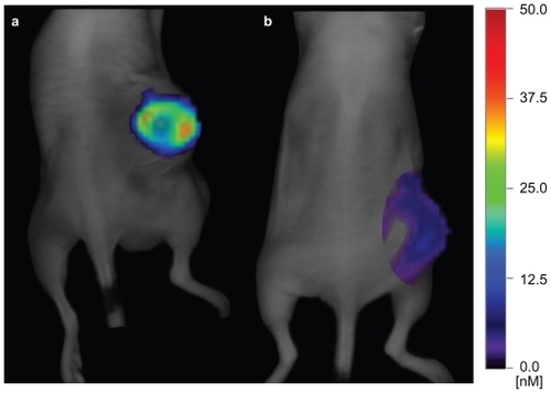 Figure 3 Near-infrared three-dimensional fluorescent-mediated tomographic images of 2 representative mice showing the targeting of the monomeric VE-cad epitope in the subcutaneous LS174T tumor with A) E4G10-AF680 vs B) anti-KLH-AF680, a similarly prepared nontargeting isotype control construct, 7 days after injection.Abbreviations: VE-cad, vascular endothelial-cadherin; anti-KLH, anti-keyhole limpet hemocyanin.