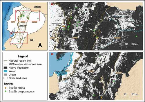 Figure 4. Map showing localities for the distribution of Lucilia purpurascens and L. nitida in continental Ecuador