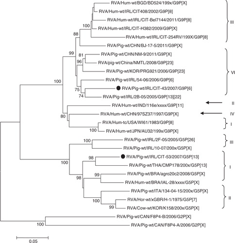 Fig. 5.  Neighbour-joining phylogeny of rotavirus A VP7 gene for genotypes G5 and G9. Isolates from this study are indicated with a filled circle ().