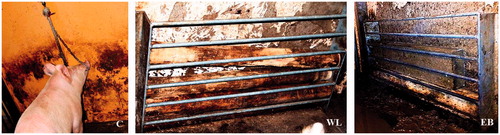 Figure 1. Enrichment devices used in the present study. C: hanging chain; WL: wood logs placed inside a specifically-designed metal rack; ED: edible block placed inside the metal rack.