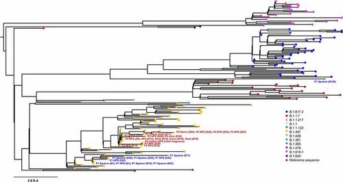 Figure 1. Phylogenetic analysis of severe acute respiratory syndrome coronavirus 2 strains. A maximum likelihood phylogenetic tree was generated with 27 sequences from this study (yellow, n = 26; green, n = 1) and 149 SARS-CoV-2 genomes obtained from GISAID. All of the SARS-CoV-2 genomes in South Korea were downloaded from the GISAID database, and 149 sequences that matched the proportion of sequences and date range of sample collection as the total dataset were obtained. Diamond and triangle at each branch tip represent samples from patient 1 and patient 2, respectively.
