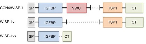Figure 1 Domain structure of CCN4/WISP-1 and splice variants.Notes: The following are the highly conserved domains in CCN proteins: SP, IGFBP, VWC, TSP1, and CT. WISP-1v is a splice variant that lacks exon 3, which contains the VWC domain. WISP-1vx contains a truncated IGFBP domain, creating a frameshift that results in loss of the VWC and TSP1 domains.Abbreviations: SP, signaling peptide; IGFBP, insulin-like growth factor binding protein; VWC, von Willebrand factor type C; TSP1, thrombospondin 1; CT, C-terminal.