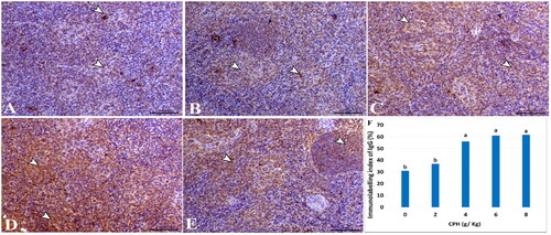 Figure 3. Photomicrograph of splenic tissues immunostained with IgG antibody.A: Cowpea protein hydrolysate (CPH)0, B: CPH2, C: CPH4, D: CPH6, and E: CPH8. Bar = 50 µm. (F) Percent of the immunolabelling index of IgG assessed by determination of positive immunostaining area.