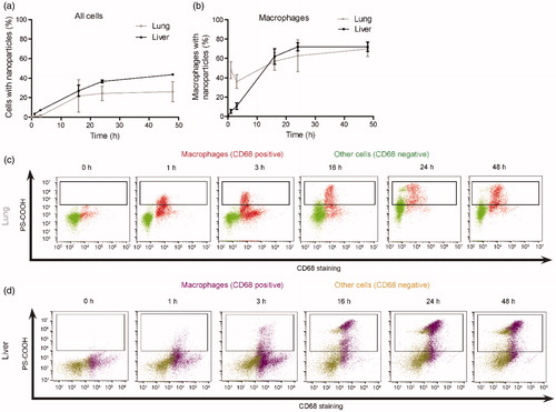 Figure 6. Flow cytometry analysis of nanoparticle uptake by primary macrophages and all other cells recovered from murine lung and liver slices exposed to PS-COOH 40 nm nanoparticles over time. Lung slices were exposed to 25 μg/mL 40 nm dark-red PS-COOH nanoparticles in medium supplemented with 5% FBS for up to 48 h. Then cells were recovered from the tissue as described in the Materials and Methods and their fluorescence intensity measured by flow cytometry. The results obtained in liver slices exposed to the same nanoparticles in the same conditions are reproduced from previously published work (Bartucci et al. Citation2020) to allow direct comparison of uptake kinetics and distribution in the two organs. a: fraction of cells with nanoparticles; b: fraction of macrophages with nanoparticles. The average and standard deviation of the results obtained in three independent experiments are shown (with the exception of the 16 h sample in lung slices, which was performed only in two experiments). For each condition 25 000–50 000 individual cells were acquired in the case of lung slices (20 000–70 000 for liver tissue). c,d: Representative double scatter plots of cell fluorescence intensity in the nanoparticle channel (nanoparticle uptake, PS-COOH) versus CD68 staining in the lungs (c) and in the liver (d). The macrophages (CD68-positive cells) and all other cells (CD68-negative) are shown in different colors (please refer to the web version of this article). The results show that in both organs uptake increased over time in both macrophages and all other cells with nanoparticles, but at all times the average intensity of macrophages with nanoparticles was higher than that of all other cells with nanoparticles. However, in the lungs uptake kinetics in the macrophages were faster than in the liver Kupffer cells and already after only 1 h of exposure around 40% of the macrophages had internalized nanoparticles, as opposed to only around 10% in the case of the Kupffer cells.