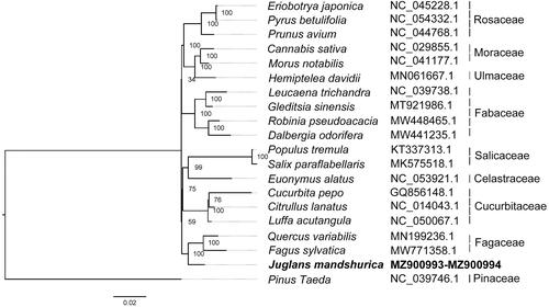 Figure 3. Maximum likelihood (ML) phylogenetic tree of J. mandshurica and 19 other species based on the conserved segments of mitogenome sequences, with Pinus taeda as the outgroup. The accession numbers are showed in the figure, and the numbers behind each node are bootstrap support values.