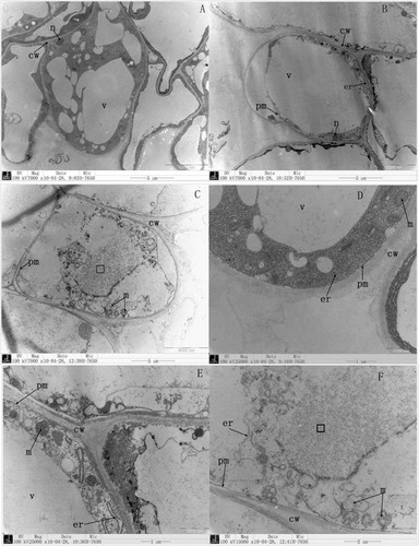 Figure 3. Electron micrographs showing the injury of 100 mM NaCl (A and E) and 100 mM NaHCO3 (C and F) on epidermal cells of root elongation zone (Nicotiana tabacum L.). A, Single cell from control treatments. B, Electron micrographs showing the injury of 100 mM NaCl. C, Electron micrographs showing the injury of 100 mM NaHCO3 treated plants. D, A magnified view showing the endoplasmic reticulum, mitochondria, and vacuole membrane from control treatments. E, A magnified view showing endoplasmic reticulum, mitochondria and vacuole membrane of 100 mM NaCl-treated plants. F, A magnified view showing injuries from endoplasmic reticulum, mitochondria, and vacuole membrane (lysed regions; mitochondria with globular dilated cristae or no cristae; and absence of intact endoplasmic reticulum). The bars represent the linear size in micrometer (µm); cw, cell wall; er, endoplasmic reticulum; m, mitochondria; mm, mitochondrial membrane; n, nucleus; pm plasma membrane; v, vacuole; □, lysed regions.
