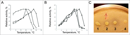 Figure 2. Temperature dependence of Lip1Pc (-▴-), PMGL2 (-▪-) and PMGL3 (-•-) esterase activity. Enzyme activities were determined with p-nitrophenyl butyrate (A) and p-nitrophenyl octanoate (B) as a substrate after 15 min incubation at various temperatures. Activity values obtained at 25ºC (for Lip1Pc), 30ºC (for PMGL2) and 45°C (for PMGL3) were taken as 100%. C - E. coli clones expressing Lip1Pc (1), PMGL2 (2) and PMGL3 (3) on tribytyrin agar plate. Four, clone transformed with empty vector (negative control). After spotting the overnight cultures of the respective strains the plate was incubated at 30ºC for 24 h.
