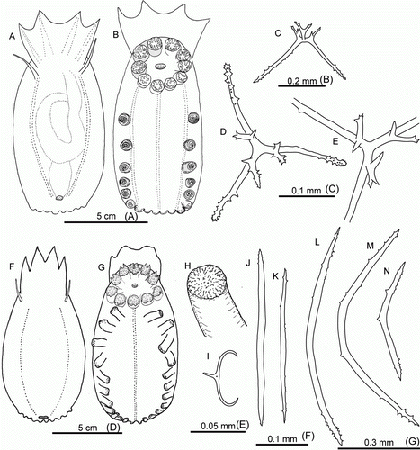 Figure 7.  (A–E) Amperima furcata (Hérouard, Citation1899). (A,B) St. JC048/43 Dive 174, dorsal and ventral view, scale A; (C–E) dorsal ossicles, St. JC048/54, Dive 179: (C) scale B; (D,E) scale C. (F–N) Ellipinion delagei (Hérouard, Citation1896), St. JC048/24 Dive 165. (F,G) Dorsal and ventral view, scale D; (H) distal part of tube foot, magnified; (I) ventral C-shaped ossicle, scale E; (J,K) ventral rods, scale F; (L–N) tube foot ossicles, scale G.