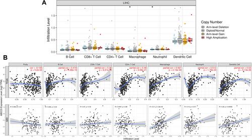 Figure 5 (A) Altered ABCC5 gene copy numbers was significantly correlated with the immune infiltration levels of several types of immune cell in LIHC (PanCancer Atlas) (*p < 0.05). (B) Immune infiltration linked to ABCC5 in LIHC (TCGA) as training: the expression of ABCC5 was significantly correlated with the infiltration of B cells (p = 5.66e-16), CD8 + T cells (p = 6.57e-12), CD4 + T cells (p = 3.06e-21), macrophages (p = 2.14e-30), neutrophils (p = 1.78e-24), and dendritic cells (p = 5.13e-26). Immune infiltration linked to ABCC5 in LIHC (GSE112790) as validation: the expression of ABCC5 was significantly correlated with the infiltration of macrophages (p = 2.8e-5), neutrophils (p = 0.017), and dendritic cells (p = 0.00038).