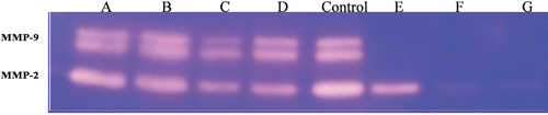 Figure 4.  Gelatin zymography assay of extracellular matrix metalloproteinase-9 (MMP-9) and MMP-2 expression of human umbilical vein endothelial cells (HUVECs) treated with increasing concentrations of hydroalcoholic extract 5 µg/ml (lane A), 10 μg/ml (lane B), 20 μg/ml (lane C), 30 μg/ml (lane D), control (lane Control), 40 μg/ml (lane E), 60 μg/ml (lane F), 80 μg/ml (lane G). MMP-9 was inhibited by concentrations between 40 and 80 µg/ml, see lane E–F, the inhibition of MMP-2 is shown with an excess amount (60–80 µg/ml, lane F–G) of it. Data shown are the representative zymography from three independent experiments.