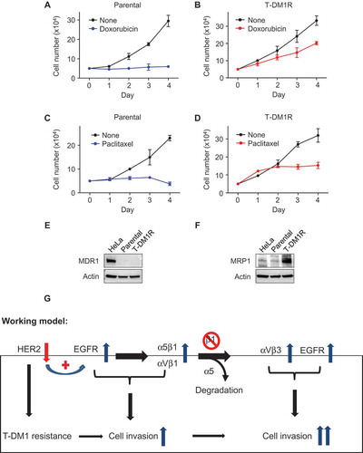 Figure 7. Cross-resistance of T-DM1-resistant cells to doxorubicin and paclitaxel. (A, B) Cell growth profiles of JIMT1 parental or T-DM1R cells treated with either 50 nM doxorubicin or left untreated. T-DM1R cells were cultured in the media containing 4 μg/ml of T-DM1. (C, D) Cell growth profiles of JIMT1 parental or T-DM1R cells treated with either 5 nM paclitaxel or left untreated. T-DM1R cells were cultured in the media containing 4 μg/ml of T-DM1. (E and F) The levels of MDR1 were evaluated in the WCL of parental and T-DM1R cells by Western blot analysis using anti-MDR1 antibody. HeLa cells were used as a positive control. The experimental procedure for Figure 7F is essentially the same as described in Figure 7E, except that anti-MRP1 antibody was used to detect the protein levels of MRP1 in WCL. (G) Working model: Loss of HER2 confers T-DM1 resistance in HER2-positive breast cancer cells, which in turn upregulates EGFR via a compensatory mechanism. Increased EGFR activity changes the expression of the major RGD integrins, α5β1 and αVβ1, leading to the enhanced cell invasion compared with parental JIMT1 breast cancer cells. Importantly, when β1 integrin function is blocked by either specific siRNA or inhibitory monoclonal antibody, MAB 13, this leads to significant increase in cell invasion of T-DM1R cells.