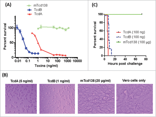 Figure 3. Toxicity of mTcd138. (A) Vero cells in a 96-well plate were exposed to TcdA, TcdB or mTcd138 at different concentrations for 72 h. MTT assays were performed, and cell viability was expressed as the percentage of surviving cells compared to cells without toxin exposure. (B) Vero cells were treated with TcdA, TcdB, or mTcd138 at the indicated doses for 72 hours, and representative cell images were taken. (C) C57/BL6 mice were intraperitoneally challenged with 100 ng of TcdA or TcdB or 100 μg of mTcd138. Mouse survival was monitored for 80 hours.