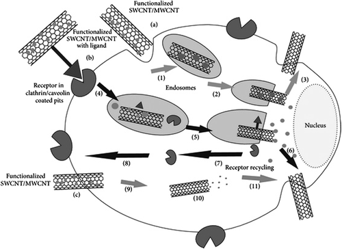 Figure 2. Pathways for the penetration of CNTs into the cancer cell. (a) Non-receptor-mediated endocytosis: (1) The drug-loaded functionalized CNT is trapped into an endosome, (2) the CNT gets released from the endosome and the drug is delivered to the inside of the cell, and (3) the CNT is released from the cell by exocytosis; (b) Receptor-mediated endocytosis: (4) a membrane surrounds the CNT–receptor conjugate by forming endosomes, (5) the drug is released from the CNT, (6, 7, 8) the receptor is recycled back to the surface of the cell membrane; (c) Endocytosis-independent pathway: (9) drug-loaded functionalized CNTs directly penetrate into the cell, (10) the drug is released from the CNT, (11) the CNT is released from the cell (Taken with permission from CitationRastogi et al. 2014).