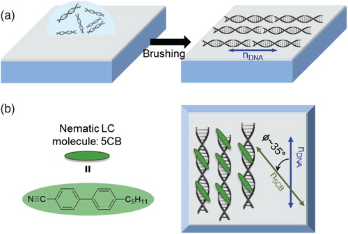 Figure 1. Schematic illustration of the preparation for the DNA alignment layer and well-oriented LC molecules. (a) The DNA molecules were aligned parallel to the brushing direction, resulting in the unidirectional DNA film on the ITO glass. (b) Molecular structure of the 5CB LC molecule and schematic sketches of aligned LC molecules on the brushed DNA layer.