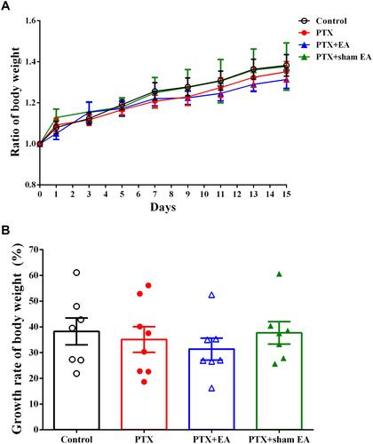 Figure 2 Effect of EA treatment on body weight of experimental rats. (A) Ratio of body weight (divided by baseline weight); (B) growth rate of body weight in Control (n=7), PTX (n=8), PTX + EA (n=7) and PTX + sham EA (n=7) groups. Data are presented as mean ± SEM.Abbreviations: PTX, paclitaxel; EA, electroacupuncture.