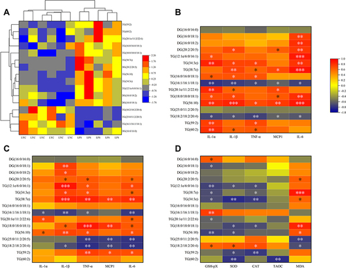 Figure 10 Correlation analysis of cytokines and oxidation indices with significantly changed DG&TG. (A) Heat map from cluster analysis of dramatically modified DG&TG (in positive ion mode). Each column in the picture corresponds to a sample, and each row to a distinct DG&TG. Between LPS+LYC and LPS, there were appreciable differences in the amounts of several PC types. Heat map of the correlation analysis between the significantly changed DG&TG and the serum cytokines (B), and the epididymal cytokines (C), and the epididymal oxidation index (D). The color indicates correlation level, red indicates positive correlation, and blue indicates negative correlation. *Represents Significant Mark, *P<0.05, **P<0.01, ***P<0.001.
