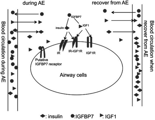 Figure 5 Putative mechanism of insulin-IGF1-IGFBP7 network in AECOPD.