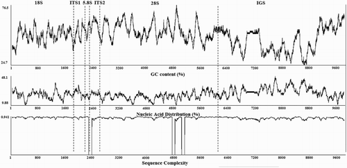 Figure 4. The GC content (%), nucleic acid distribution (% T), and sequence complexity determined using 80-bp windows across the entire rDNA nucleotide sequence of H. rubra.