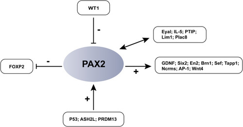 Figure 3 PAX2-associated transcriptional networks and PAX2-binding proteins. As a gene encoded transcription factor, PAX2 is not only regulated by upstream transcription factors, but also can activate or inhibit the expression of downstream genes. +: activate; -: inhibit.