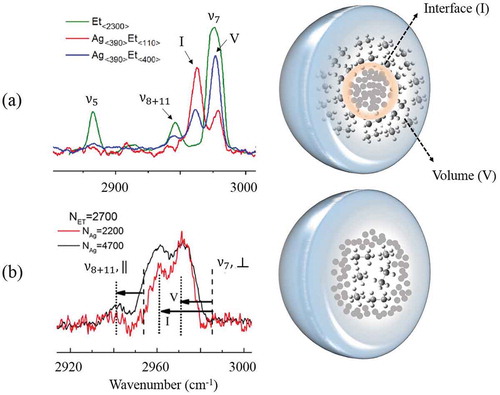 Figure 7. Infrared spectra of Ag – Et clusters in helium droplets consisting of ~105–106 atoms. The ν5(||), ν8+11(||), and ν7(┴) bands of Et are labelled. In (a), droplets were doped first with Ag followed by Et (Ag core-Et shell cluster as shown in the upper right pictogram). The depletion spectra are recorded upon capture of different number of ethane molecules in the downstream pickup cell. In (b), droplets were first doped with Et followed by Ag leading to the formation of Et core-Ag shell clusters as shown in the lower right pictogram. In both a) and b), the ν7 peak is split in two: I (interfacial) and V (volume). The frequency of three transitions in clusters (dotted line) is blue shifted compared to free molecule (dashed line) due to Ag–Et interactions. Adapted from Ref. [Citation133,Citation134].