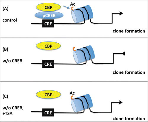 Figure 8. Schematic model depicting the proposed role of CREB in the proliferation of embryonic neural progenitors. (A) Under normal conditions phosphorylated CREB (pCREB) binds to cAMP-responsive element (CRE) and recruits CBP promoting histone acetylation (Ac) of targets genes which in turn lead to clone formation. (B) Upon CREB ablation, CBP is not capable of maintaining histone acetylation and clonogenic activity of neural progenitors is impaired. (C) Treatment with the histone deacetylase inhibitor TSA prevents the loss of histone acetylation and rescues the deficit in clone formation observed in the absence of CREB suggesting that CREB regulates proliferation essentially by modification of chromatin structure.