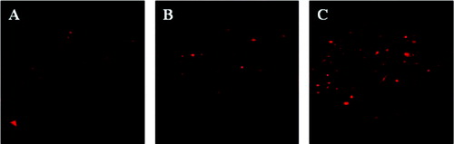 Figure 6. FISH-stained bacteria in denitrification granular sludge: 1st day (a); 15th day (b); 27th day (c).