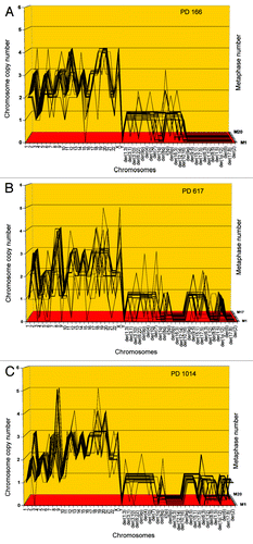 Figure 5. Karyotypic stability and drift of the tumorigenic clone cen3tel PD166 at the time of isolation (A) and after 451 (B) and 848 (C) unselected generations in vitro. As a test for immortalization, karyotype arrays prepared from the original clone cen3tel PD166 and descendents isolated 451 (PD617) and 848 (PD1014) unselected generations later were compared. These karyotype arrays show that the original cen3tel PD166 karyotype was mostly stable, but was also variable within narrow margins over 848 cell generations (Table 4). The copy numbers of 21 of 33 (64%) PD166-specific chromosomes including marker chromosomes were clone-specific during 848 generations, while 12 of 33 (36%) were generation-specific or cell-specific drifting within narrow margins of ± 1 over 848 generations (Table 4 and Fig. 6). Based on the high clonal stability over 848 unselected generations, we conclude that the cen3tel PD166 clone is immortal but flexible, exceeding the operational Hayflick threshold of 50 generations by 798 clonal generations.