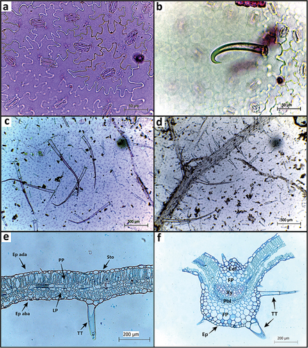 Figure 3. Stachytarpheta sanguinea harvested from individuals growing in sites with different regeneration periods after land abandonment in a northeastern Brazilian seasonally dry tropical forest (Santa Teresinha, Paraíba state, Brazil). Diacytic stomata on the adaxial leaf surface; hook-shaped tector trichomes; multicellular tector trichomes; tector trichomes at high density in the vein (A-D) in frontal view; cross-section of leaf blade (E) and midrib (F). (E) PP = palisade parenchyma; LP = lacunar parenchyma; TT = tector trichomes; sto = stomata; ep aba = abaxial epidermis; ep ada = adaxial epidermis; (F) ep = epidermis; FP = fundamental parenchyma; phl = phloem; xy = xylem; col = collenchyma; TT = tector trichomes.