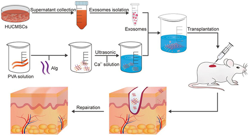 Figure 6 The schematic diagram of the method of making exo@H and the process that exosomes were applied to the wound area and promoted wound healing.