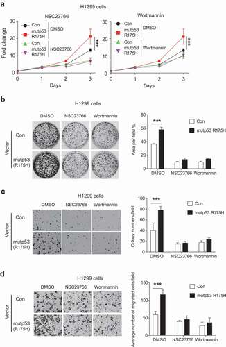 Figure 5. Targeting the Rac1/AKT axis by inhibitors greatly compromises mutp53 GOF in promoting cell proliferation, anchorage-independent cell growth and migration in H1299 cells. (a) Mutp53 (R175 H) promoted proliferation of H1299 cells, which was greatly compromised by Rac1 inhibitor NSC23766 and AKT inhibitor Wortmannin. H1299 cells with or without ectopic mutp53 (R175 H) expression were treated with NSC23766 (1 µM) or Wortmannin (5 µM). (b) Mutp53 (R175 H) promoted the colony formation of H1299 cells, which was greatly compromised by NSC23766 (100 nM) and Wortmannin (500 nM). Left panel: representative images. Right panel: quantification of the area of colonies/field. (c) Mutp53 (R175 H) promoted the anchorage-independent growth of H1299 cells, which was greatly compromised by NSC23766 (100 nM) and Wortmannin (500 nM). Left panel: representative images. Right panel: quantification of colony numbers per field. (d) Mutp53 (R175 H) promoted the migration ability of H1299 cells, which was greatly compromised by NSC23766 and Wortmannin. Left panel: representative images. Right panel: quantification of average number of migrated cells/field. H1299 cells with or without ectopic mutp53 (R175 H) were treated with NSC23766 (2 µM) or Wortmannin (1 µM) for 24 h. For B-D, data were present as mean ± SD. n ≥ 3. *** p < 0.001, Student’s t-test.