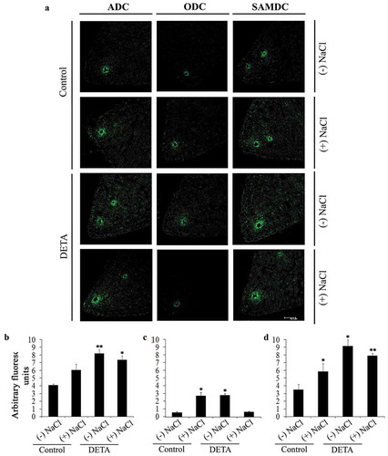 Figure 2. Immunolocalization of the three PA biosynthetic enzymes ADC, ODC and SAMDC using CLSM. (a) Immunolocalization of the three PA biosynthetic enzymes was performed by CLSM imaging of 7 µm thick transverse sections of cotyledons harvested from 2 d-old-dark-grown seedlings raised in the absence or presence of salt stress (120 mM NaCl) or those raised in Hoagland nutrient medium supplemented with 250 µM of DETA in the absence or presence of 120 mM NaCl. (b–d) Quantification of fluorescence units for ADC, ODC and SAMDC, respectively. Statistical significance of changes was analyzed by one-way ANOVA using SPSS 22.0 and changes were found to be significant (*P < .05, **P < .001) in comparison to control. Data represent mean values from triplicates [Magnification: 200×; Scale bar: 60 µm].