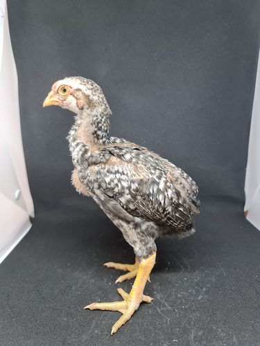 Figure 5. The late feather development in 4 weeks-old Tukong chicken (private collection).