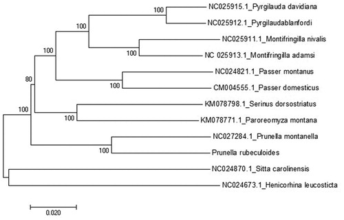 Figure 1. Phylogenetic tree of neighbor-joining (NJ) method based on the 13 mitochondrial PCGs nucleotide sequences of 11 species from Passeriformes published.