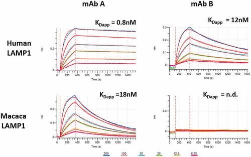 Figure 1. Cross-reactivity of LAMP-1 antibodies determined by bio-layer interferometry. BLI sensorgrams showing the binding of human LAMP-1 (top panel) and cynomolgus LAMP-1 (bottom panel) to mAbs A and B immobilized on AHC biosensor tips. Data are shown as colored lines at different concentrations of human or cynomolgus LAMP-1 (From 200 to 625 nM using twofold serial dilutions). Red lines are the best fit of the data.