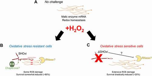 Figure 8. A model for the posttranscriptional regulation of malic enzyme mRNA by SHOxi. (A) Wild type no challenge conditions. (B) Wild type under oxidative stress conditions (+2 mM H2O2, 80% survival). (C) A knockout of SHOxi (ΔSHOxi) under the same conditions as (B)