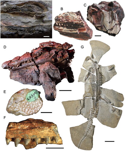 Fig. 6. Australian Mesozoic non-ornithodiran archosauromorphs. A, Tasmaniosaurus triassicus (UTGD 54655; holotype [part]) left maxilla (below) and natural mould (above). Scale = 1 cm. B, Kadimakara australiensis (QM F6676; referred specimen) partial skull and mandible in left lateral view. Scale = 2 mm. C, Kadimakara australiensis (QM F6710; holotype) partial skull in dorsal view (anterior is down). Scale = 2 mm. D, Confractosuchus sauroktonos (AODF 0890; holotype [part]) skull and mandible (in concretion) in left lateral view. Scale = 5 cm. E, Isisfordia molnari (AM F125553; holotype) partial braincase in dorsal view (anterior is up). Scale = 1 cm. F, Isisfordia selaslophensis (AM F15818; holotype) right maxilla in ventrolateral view. Scale = 1 cm. G, Isisfordia duncani (QM F36211; holotype) articulated skeleton. Scale = 10 cm.