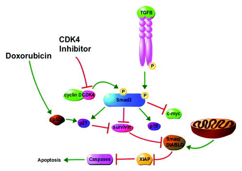 Figure 6. Proposed model for impact of CDK4i and doxorubicin on cancer cell cycle arrest and apoptosis. Cyclin D overexpression mediates CDK4 phosphorylation of Smad3, resulting in lower expression of the Smad3-regulated cdkis p15 and p21 and higher expression of c-myc and survivin. Increased survivin levels inhibit apoptosis through the regulation of Smac/DIABLO and XIAP. CDK4i treatment results in cell cycle arrest and induction of apoptosis through inhibition of CDK4-mediated phosphorylation of Smad3 and the consequent increase of p15 and p21 expression and decrease of c-myc and survivin expression. Doxorubicin treatment results in cell cycle arrest and apoptosis, in part, through the induction of p21 and the direct action of p21 on inhibition of survivin. The figure was made with tools from http://www.proteinlounge.com.
