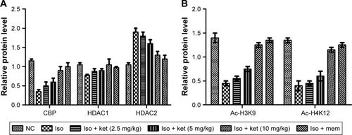 Figure 9 The effect of ketamine on iso-induced histone deacylation via reduction of HDAC2 and increase in the CBP expression.