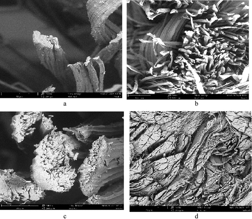 Figure 10. Scanning electron micrographs (1000×) of sisal based fabrics and cow nubuck leather showing the cross section. (a) S1; (b) S2; (c) S3; (d) cow nubuck Leather.