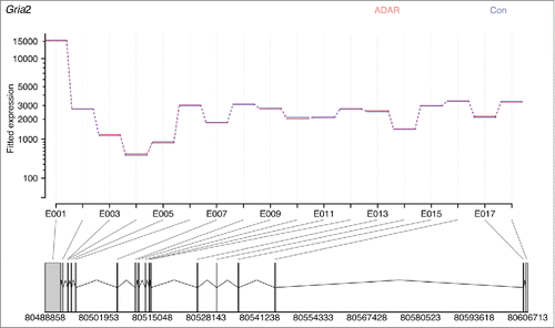 Figure 4. ADAR2 deficiency does not affect Gria2 exon expression levels. Image was generated inputting read counts for each exon into DEXSeq. The data is normalized for overall number of counts for Gria2, with blue showing the average number of normalized counts for all Adar2−/−Gria2R/R animals, and red the average number of normalized counts for all littermate control (Adar2+/+Gria2R/R) animals. The lines are completely overlapping showing that expression of each exon is the same in both groups, and hence there is no differences in splicing despite a decrease in editing of the R/G site of Gria2.