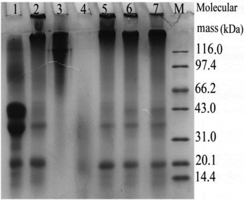 Figure 2. SDS–PAGE profiles of the analyzed protein samples. Lanes 1–7 represent caseinate, cross-linked caseinate, bovine gelatin, HBG and three composites prepared from caseinate and HBG in ratios of 2:1, 4:1 and 6:1 (w/w), respectively. Lane M represents protein markers with molecular mass of 14.4–116.0 kDa.Figura 2. Perfiles SDS–PAGE de las muestras de proteína analizadas. Las columnas 1 a 7 representan caseína, caseína reticulada, gelatina bovina, gelatina bovina hidrolizada y tres compuestos preparados de caseína y de gelatina bovina hidrolizada en proporciones de 2:1, 4:1 y 6:1 (w/w) respectivamente. La columna M representa marcadores proteicos con masa molecular de 14,4–116,0 kDa.